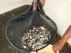 Producao de alevinos em centro da Codevasf 4