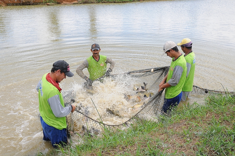 Codevasf solta 30 mil alevinos no Rio São Francisco em Petrolina-PE
