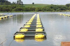 producao-de-tilapias-em-tanques-redes-2