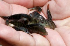 producao-de-tilapias-em-tanques-redes