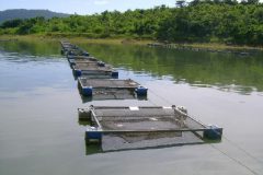 producao-de-tilapias-em-tanques-redes-4