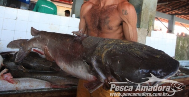 Proibição da pesca da gurijuba, espécie ameaçada de extinção, preocupa pescadores no Pará