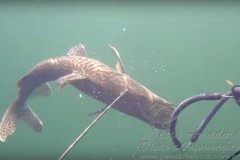 Proibido a pesca subaquatica de especie nativa 1