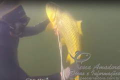 Proibido a pesca subaquatica de especie nativa 2