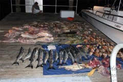 Quatro sao presos por pesca ilegal na Florida