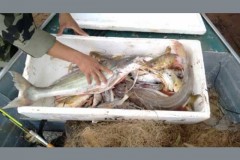 Quatro sao presos por pesca ilegal no rio Tibagi-PR 2