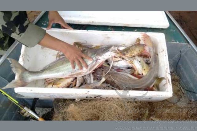 Quatro são presos por pesca ilegal no rio Tibagi-PR