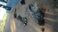 Redes apreendidas em Bataguassu MS