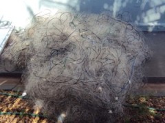 Além dos peixes, foram apreendidos 600 m de rede, um barco e um motor