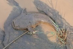 Rejeitos de mineradora devasta o Rio Doce em Minas Gerais 2