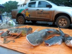 Pescado apreendido durante a piracema em MT.