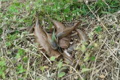 Rio Doce depois do desastre ambiental 7