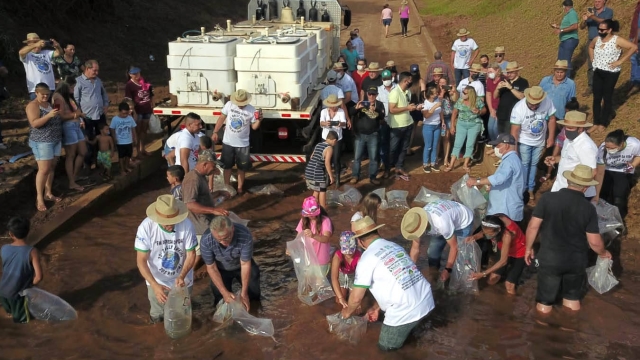 Rio Vivo realiza a soltura de 220 mil dourados e lambaris no Rio Ivaí em Mirador (PR)