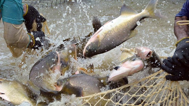 Produção de peixes é abundante em Rondônia, mas emperra na comercialização  - Engepesca - Redes para Aquicultura