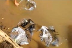 SAAE realiza soltura de 8.000 alevinos no Rio Sao Francisco em Piumhi-MG 2