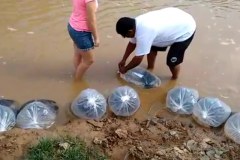 SAAE realiza soltura de 8.000 alevinos no Rio Sao Francisco em Piumhi-MG