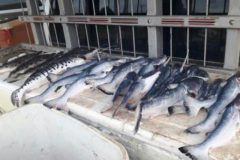 sema-apreende-pescado-ilegal-durante-operacao-nortao-em-mt