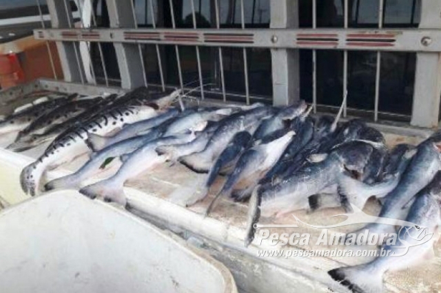 SEMA apreende pescado ilegal durante operação Nortão em MT