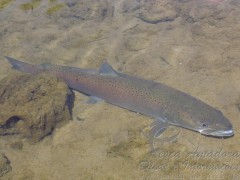 Salmao do Rio Danubio-Europa