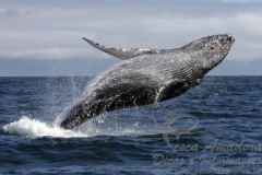 Salto de baleia jubarte