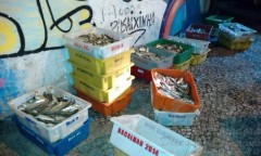 Sardinha apreendida em Niteroi-RJ