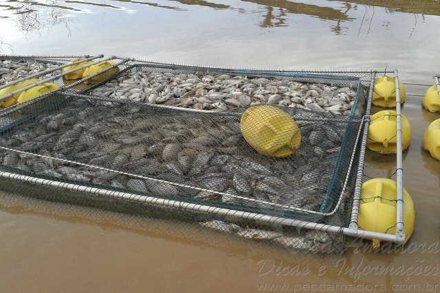Workshop discute morte de peixes no Lago Serra da Mesa em Goiás