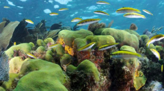 Segundo maior recife do mundo