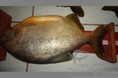 Seis turistas sao presos com 107 kg de pescado no MS 2