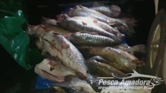 Sema apreende 100 kg de pescado irregular durante blitz em Poconé (MT)
