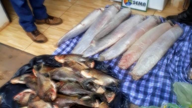 Sema apreende 108 kg de pescado e apretechos ilegais em MT