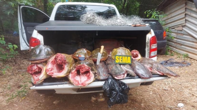 Sema apreende 118 kg de pescado ilegal durante operação na comunidade São Gonçalo Beira Rio (MT)