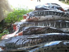 Sema apreende 134kg de pintado no MT