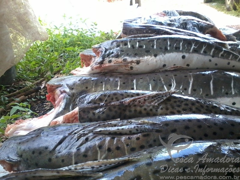 Sema apreende 134 kg de pescado irregular no MT