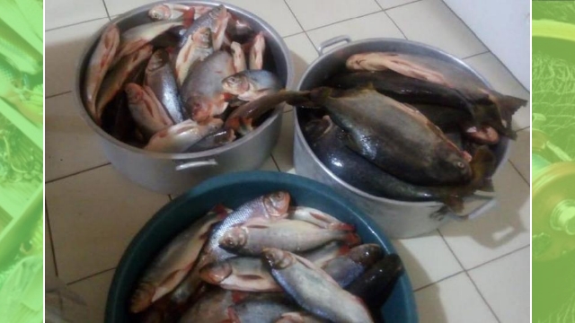 Sema apreende 144 kg de pescado irregular na Transpantaneira em Porto Jofre (MT)