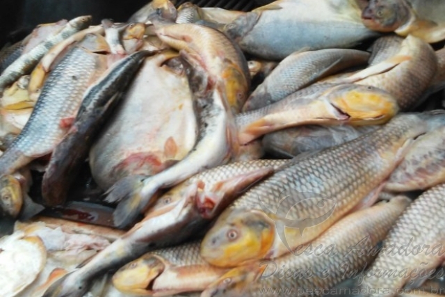 Sema apreende 150 kg de pescado ilegal em Barra do Garças-MT
