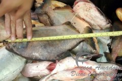 Sema apreende 170kg de pescado irregular no MT