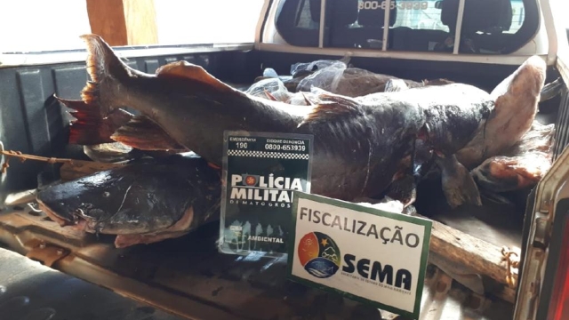 Sema apreende 200 kg de pescado ilegal em Itanhangá (MT)