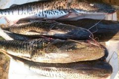 Sema apreende 200 kg de pescado ilegal no Norte Araguaia em MT