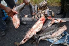 Sema apreende 200 kg de pescado ilegal no Rio Culuene em MT