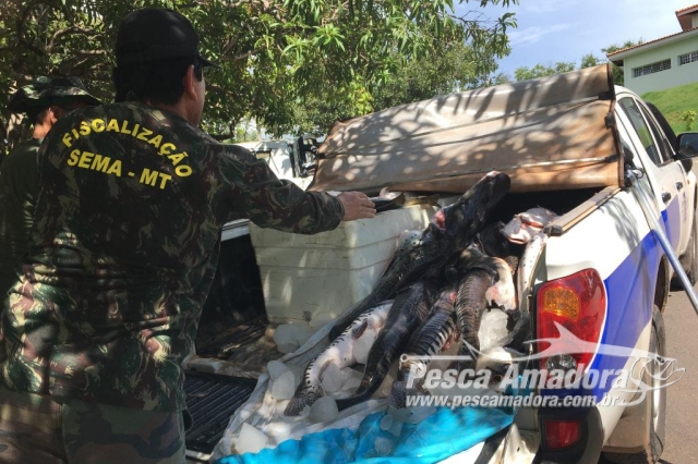 Sema apreende 233 kg de pescado irregular na região do Pantanal em Mato Grosso
