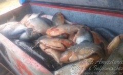 Sema apreende 271 kg de pescado irregular na Transpantaneira no MT