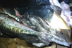 Sema apreende 300 kg de pescado irregular em MT 2