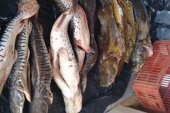 Sema apreende 300 kg de pescado irregular em MT