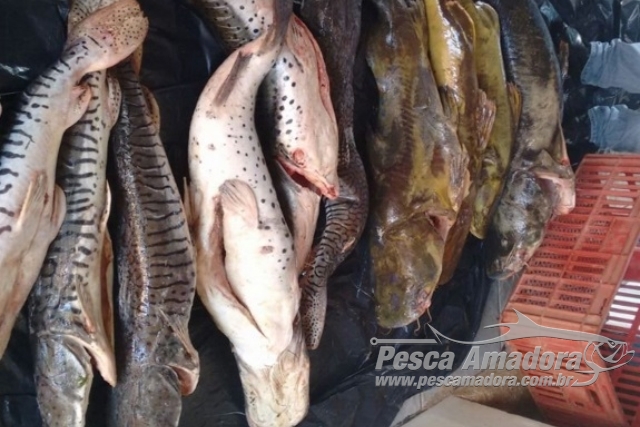 Sema apreende 300 kg de pescado irregular em MT