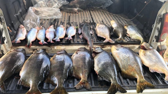 Sema apreende 415 kg de pescado ilegal durante fiscalização em Poconé (MT)