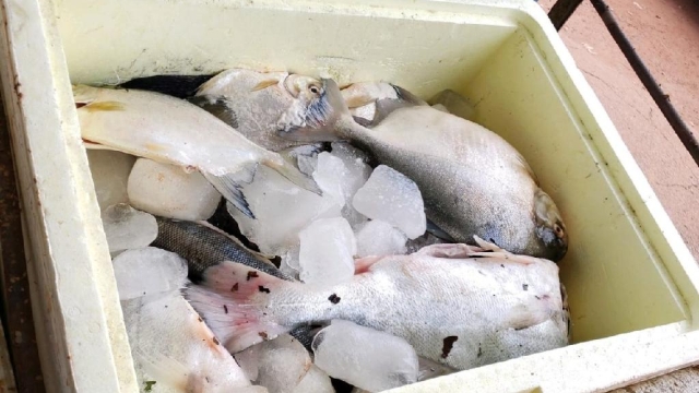 Sema apreende 450 kg de pescado irregular nas proximidades do Parque do Cristalino (MT)