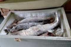 Sema apreende 548 kg de pescado irregular no MT