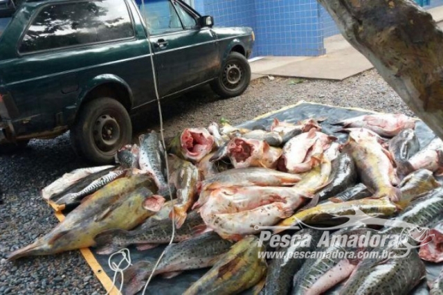 Sema apreende 579 kg de pescado irregular em Porto Cercado (MT)