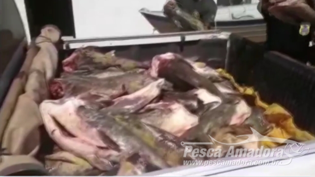 Sema apreende 632 kg de pescado ilegal e autua infrator em R$ 32 Mil no Mato Grosso