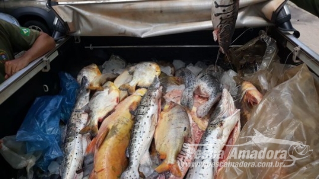 Sema apreende 65 kg de pescado ilegal em Santo Antônio de Leverger (MT)